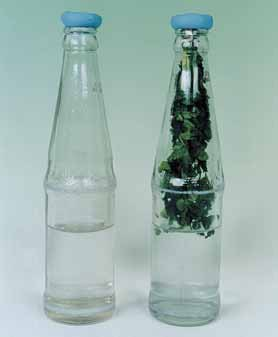 Πείραμα Όργανα Υλικά μπουκάλια αναψυκτικού, ασβεστόνερο, μαϊντανός, σπάγκος, ψαλίδι, πλαστελίνη Ζήτησε από τη δασκάλα ή το δάσκαλό σου να βάλει λίγο ασβεστόνερο σε δύο μπουκάλια αναψυκτικού.