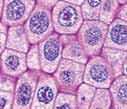 Οι περισσότεροι ζωντανοί οργανισμοί αποτελούνται από μεγάλο πλήθος μικροσκοπικών κυττάρων. Γι αυτό ονομάζονται πολυκύτταροι. Παρατήρησε τις εικόνες.