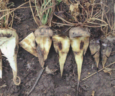 Rhizoctónia - a hniloby repy - veľa otázok a málo odpovedí? Obr. 8 farba zmení na uhľové sfarbenie, hnedo-čierne s množstvom sklerócií v priehlbinkách vzniknutých v repnej hlave.