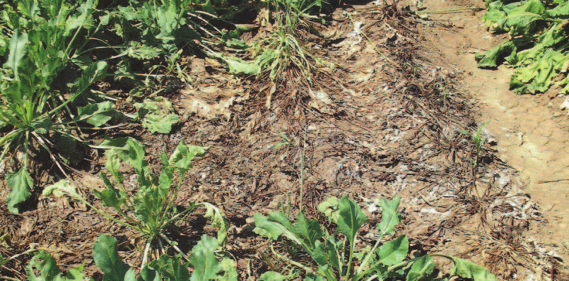 Rhizoctónia - a hniloby repy - veľa otázok a málo odpovedí? Zuckerrübe, 3/2015 ( 64. Jg ) str.
