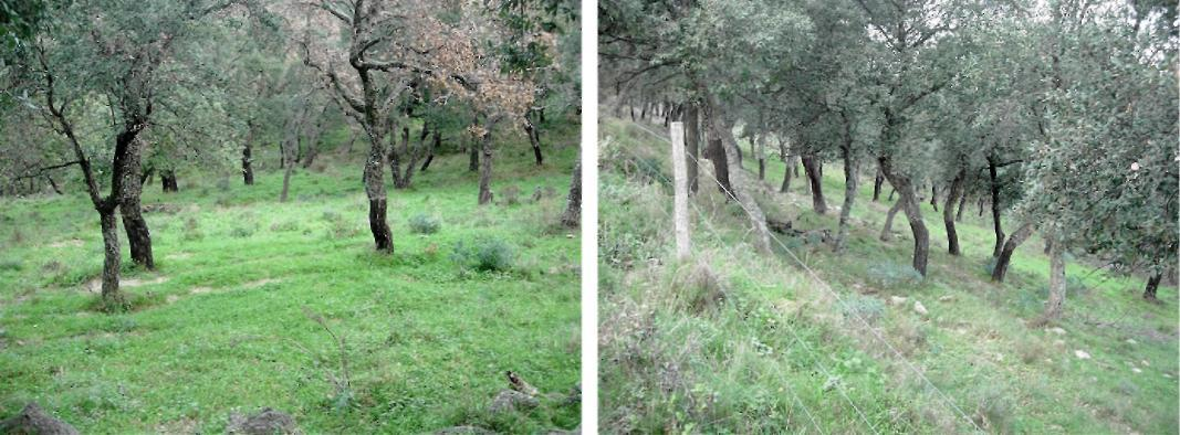 Φωτό 4: Αποτελέσματα εκθάμνωσης και επισποράς στις εκτάσεις φελλοδρυός.