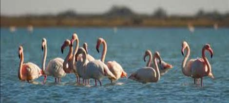 Ευρωπαϊκό Οικολογικό Δίκτυο Natura 2000 Δίκτυο ζωνών προστασίας της φύσης που εκτείνεται σε ολόκληρη την Ευρωπαϊκή Κοινότητα