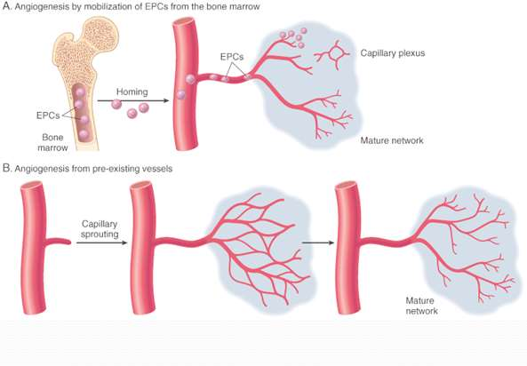 Παραγωγική φάση Αγγειογένεση (angiogenesis): η ανάπτυξη νέων αγγείων από τα ήδη υπάρχοντα αγγεία Αγγειοποίηση (vasculogenesis): η de novo δημιουργία νέων αγγείων από τα προγονικά ενδοθηλιακά κύτταρα