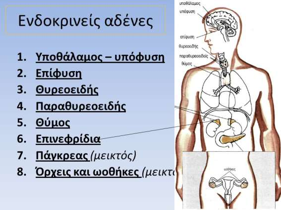 Ορμόνες και ενδοκρινείς αδένες Είναι τα εκκρίματα των ενδοκρινών αδένων «ορμόνες είναι οι ουσίες που εκκρίνουν οι ενδοκρινείς αδένες» Ο