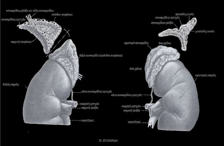 Επινεφρίδια Είναι δύο και βρίσκονται πάνω από κάθε νεφρό, στο ύψος του 1 ου οσφυϊκού σπονδύλου Ζυγίζουν 5-7 γρ.