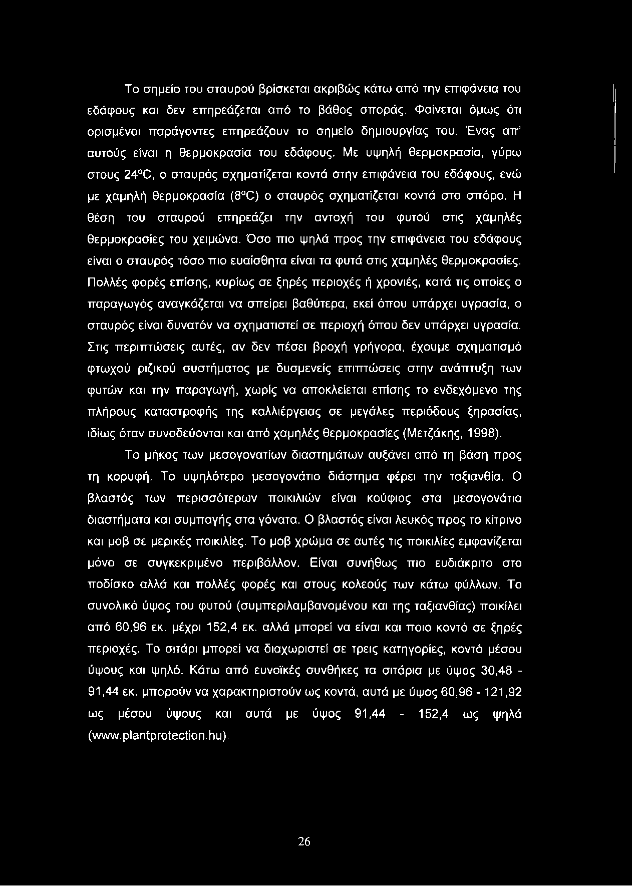 Το σημείο του σταυρού βρίσκεται ακριβώς κάτω από την επιφάνεια του εδάφους και δεν επηρεάζεται από το βάθος σποράς. Φαίνεται όμως ότι ορισμένοι παράγοντες επηρεάζουν το σημείο δημιουργίας του.