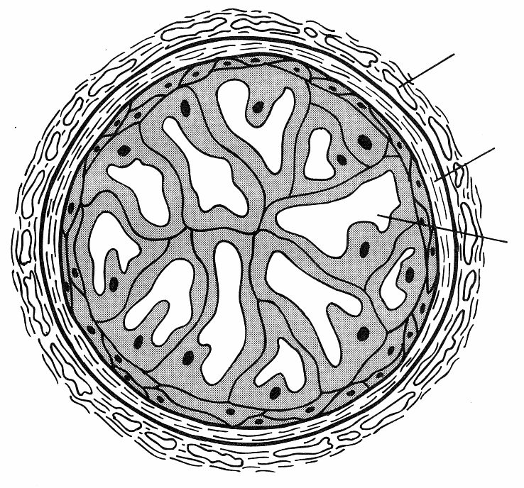περίβλημα συνδετικού ιστού περίβλημα κολαγόνου Εγκάρσια τομή νωτιαίας χορδής γυρίνου βατράχου, απλοποιημένη σχηματική απεικόνιση. Κατά Kardong (1995).