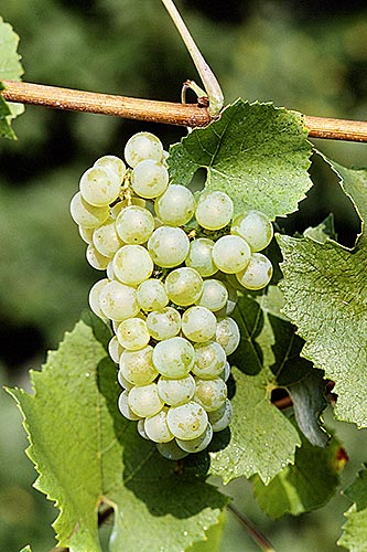 Ποικιλίες Οινοποιήσιμων Σταφυλιών Ξένες Chardonnay Είναι πρώιμη ποικιλία, αρκετά εύρωστη, μέτριας παραγωγικότητας Καλλιεργείται σε αμφίπλευρο διπλής κατεύθυνσης Guyot Πηγές: kathimerini.
