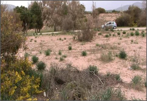 Εικόνα 7.14. Αριστερά: Νεοχώριο (σημείο kyp483), φυτεύσεις Acacia salinga κατά μήκος του δρόμου και τοπική διείσδυση των θάμνων στον οικότοπο 2210.