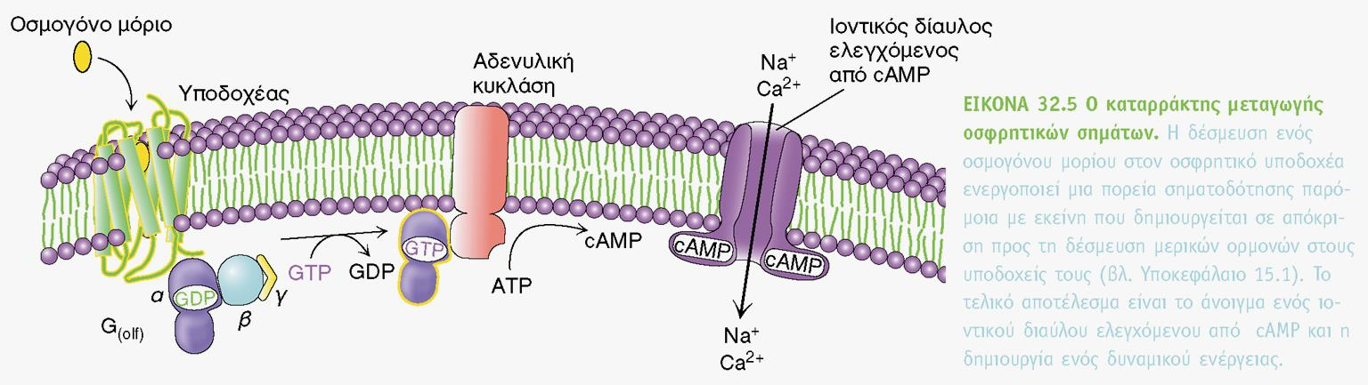 Μηχανισμός μεταγωγής οσφρητικών σήματος Με τη δέσμευση του οσμογόνου στην G(olf) απελευθερώνεται εσωκυττάρια GDP δεσμεύει GTP και απελευθερώνει τις υπομονάδες βγ η υπομονάδα α ενεργοποιεί μια αδενική