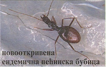 Chithonius pancici Bulgarosoma