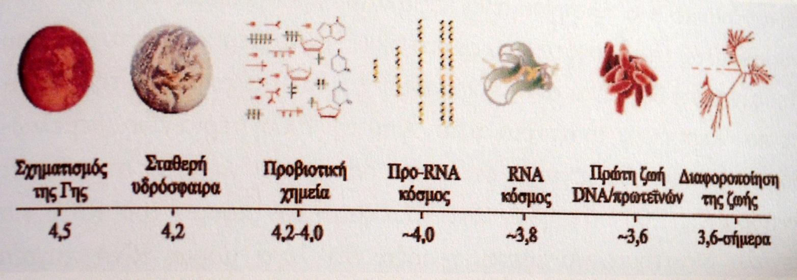Κόσμος του RNΑ Οι πρωτεΐνες χρειάζονται το DNA προκειμένου να φτιαχτούν, και το DNA τις πρωτεΐνες για να σχηματιστεί, γι αυτό και οι επιστήμονες απορούν πώς μπόρεσαν αυτά τα δύο να έχουν σχηματιστεί