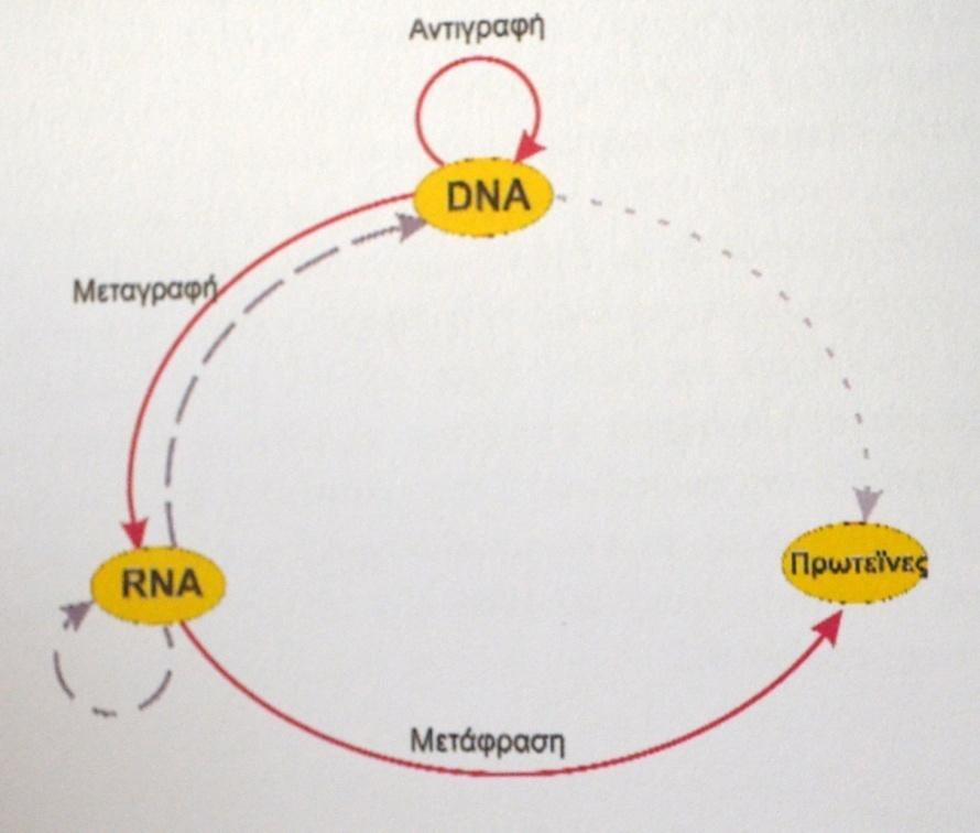 Το κεντρικό δόγμα της μοριακής γενετικής. Τα συνεχή βέλη δείχνουν τους τύπους της μεταφοράς της γενετικής πληροφορίας που συμβαίνει σε όλα τα κύτταρα.