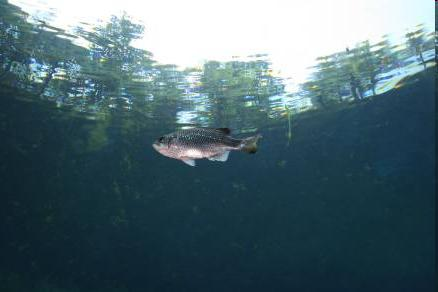 Totalna refleksija http://www.seafriends.org.nz/phgraph/f04305t.