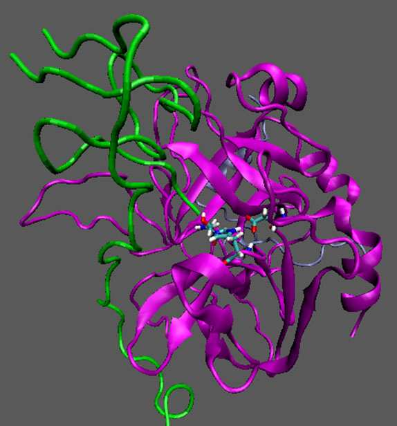 ΕΙΚΟΝΑ 4: Η δοµή της θροµβίνης Πηγή από το διαδίκτυο : http://www.google.gr/url?source=imgres&ct=img&q=http://chemistry.cua.edu/res/im ages/thrombin.