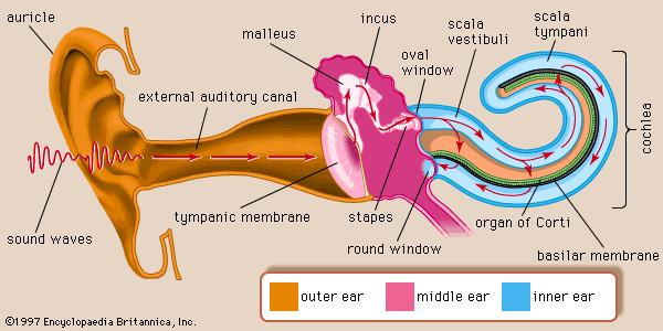 1. ΕΙΣΑΓΩΓΗ ΣΤΗ ΦΥΣΙΟΛΟΓΙΑ ΤΟΥ ΕΣΩ ΟΤΟΣ 1.1. Το αυτί Το αυτί είναι το όργανο που συμβάλλει στην αίσθηση της ακοής και ισορροπίας στον άνθρωπο, στα θηλαστικά και σε άλλα ζώα.