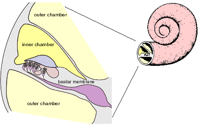 Εικόνα 2. Σχηματική αναπαράσταση του κοχλία Η αιθουσαία κλίμακα βρίσκεται επάνω στη μεγέθυνση, η μέση κλίμακα στη μέση και η βασική μεμβράνη και η τυμπανική κλίμακα κάτω.