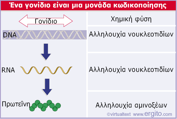 1 αµινοξύ = 3 βάσεις = 110 daltons. 33.000 daltons (µέση πρωτείνη) = 330 αα = 1000 βάσεις Μικρός ιός: 4 5 γονίδια E. coli: 3000 4000 γονίδια 