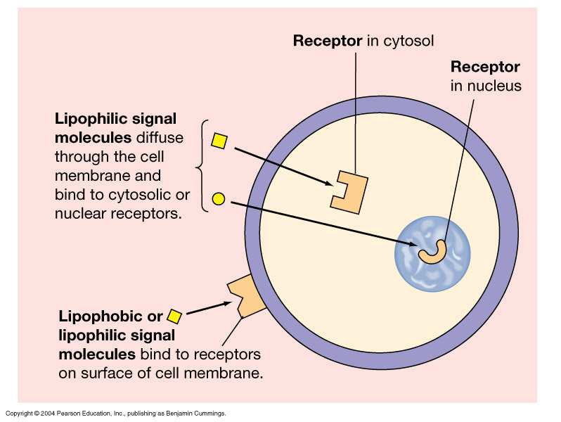 Receptori-lokalizacija Intracelularni u ćelijskoj membranski -Lipofilni ligandi ulaze u ćeliju Često aktiviraju gene por odgovor pr.