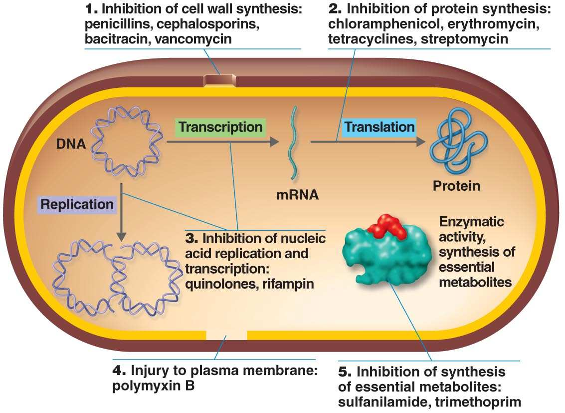emijska struktura: Derivati aminokiselina, β-laktam antibiotici, aminoglikozidi, tetraciklini, antraciklini, makrolidi, polienski makrolidi, piranozidi, ansamicini, polipeptidni, glikopeptidni