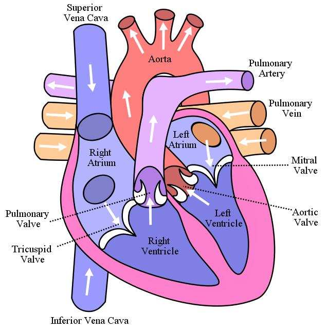 συστολή οι µηνοειδείς βαλβίδες κλείνουν, για να εµποδίσουν το αίµα να επανέλθει στις κοιλίες. Κατά την τρίτη φάση, την καρδιακή ανάπαυλα πού είναι φάση ανασυγκροτήσεως, η καρδιά ξεκουράζεται.