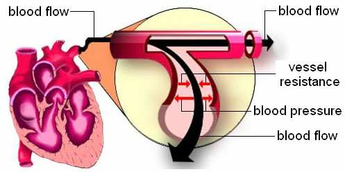 4. Η Πίεση - Το Καρδιακό Πιεστικό Σήµα Η πίεση του αίµατος αναφέρεται στη δύναµη που ασκείται στα τοιχώµατα των αιµοφόρων αγγείων κατά την κυκλοφορία του αίµατος από το αίµα και αποτελεί µία από τις