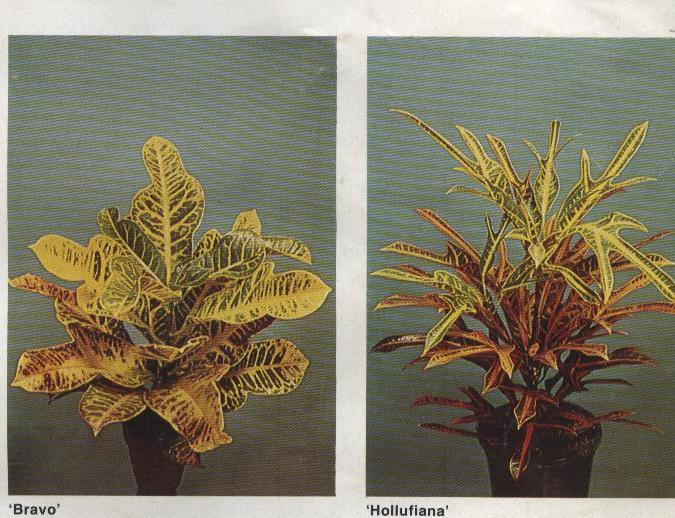 EUPHORBIACEAE Acalypha