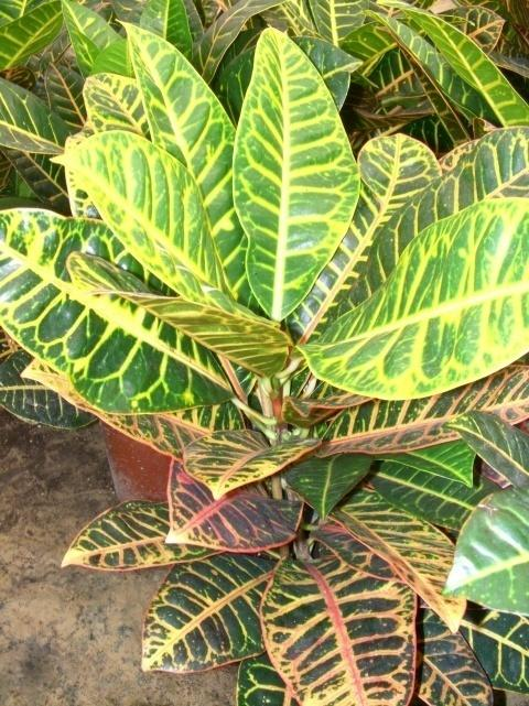 EUPHORBIACEAE Codiaeum variegatum (Croton pictum) Κοινό όνομα: Κξόησλ (15 είδε) Kαηαγωγή: Σξνπηθό (Ιλδία, Απζηξαιία θαη λεζηά ηνπ Δηξεληθνύ).