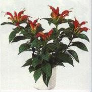 GESNERIACEAE