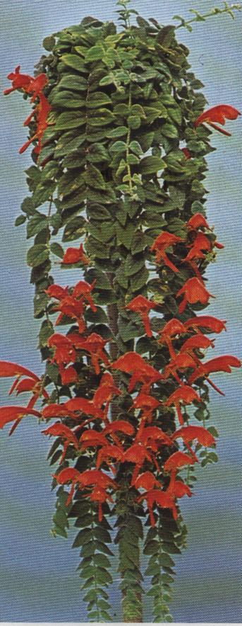 GESNERIACEAE Aeschynanthus speciosus Καλλιέπγεια Άπδεςζη: Γηαηήξεζε ππνζηξώκαηνο νκνηόκνξθα πγξνύ.