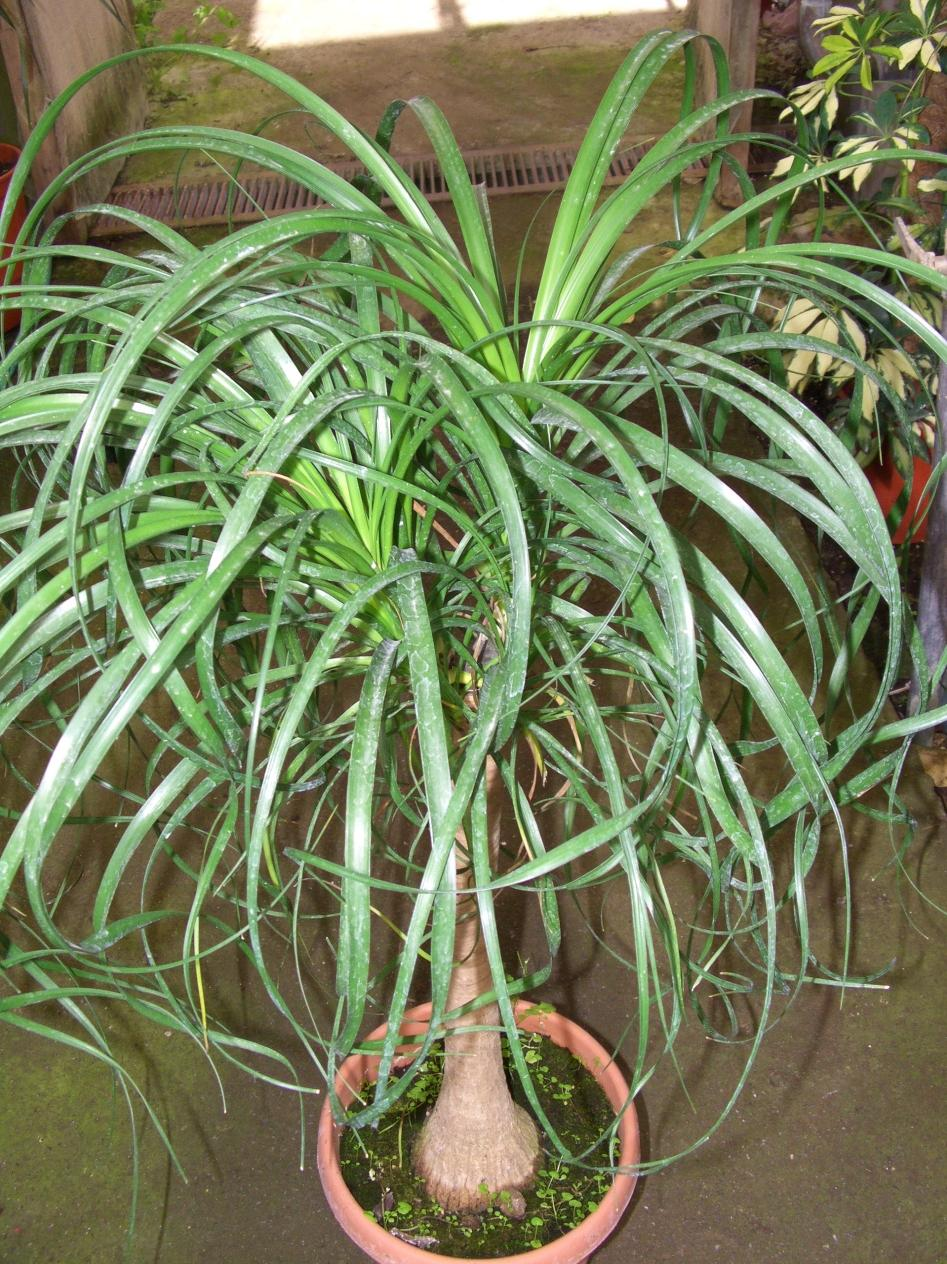 Beaucarnea (Nolina)