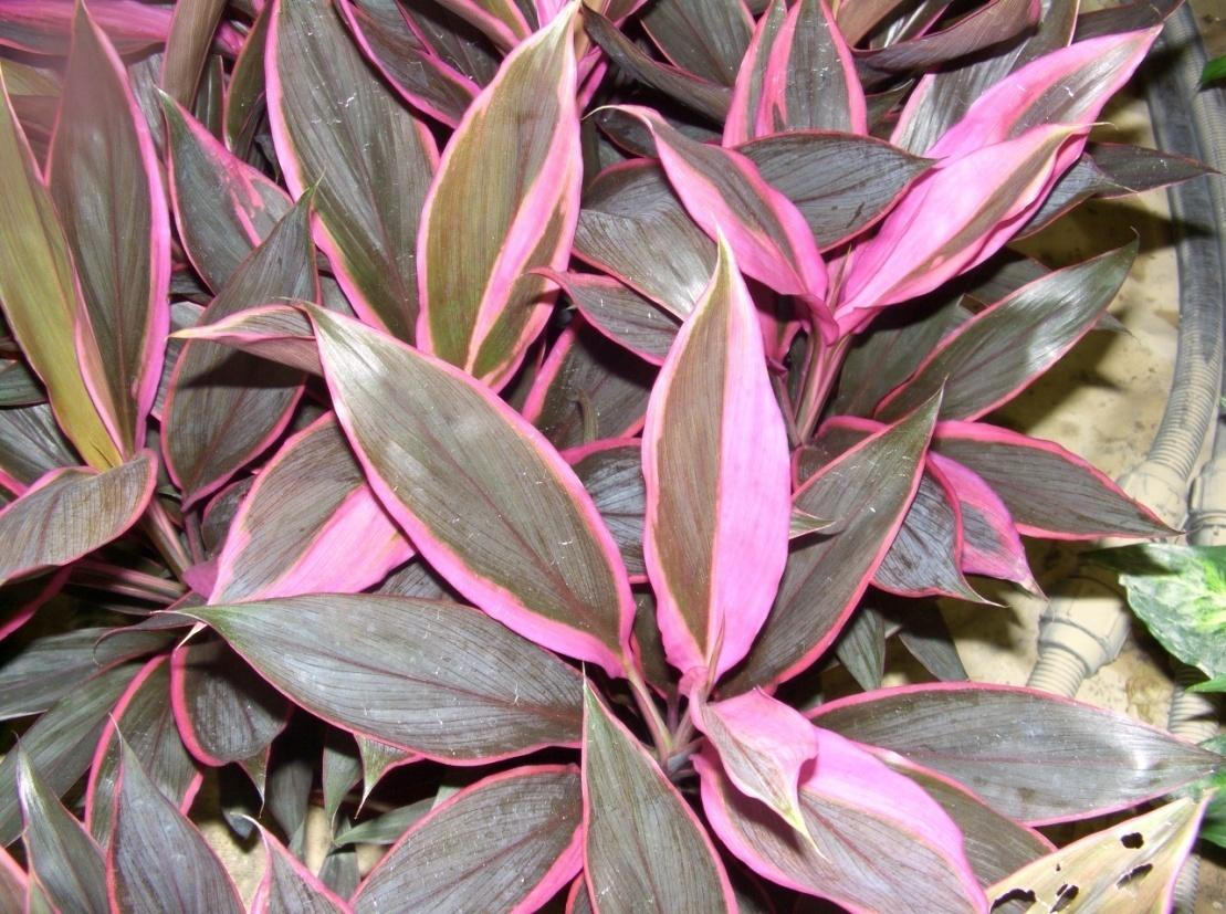 Cordyline sp.