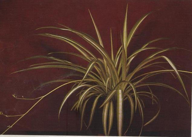LILIACEAE