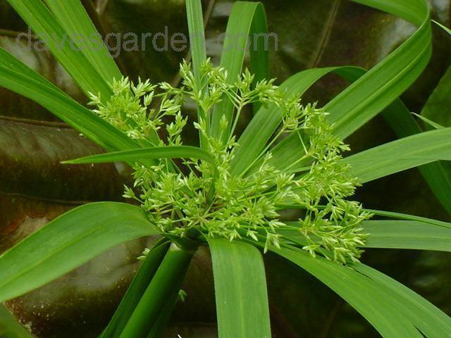 CYPERACEAE