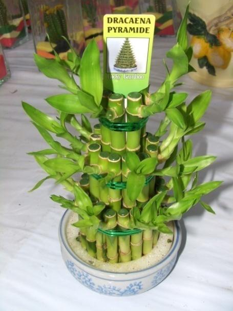 Dracaena sp