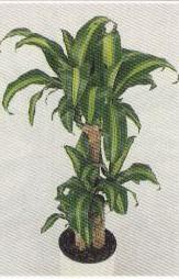 Dracaena sp