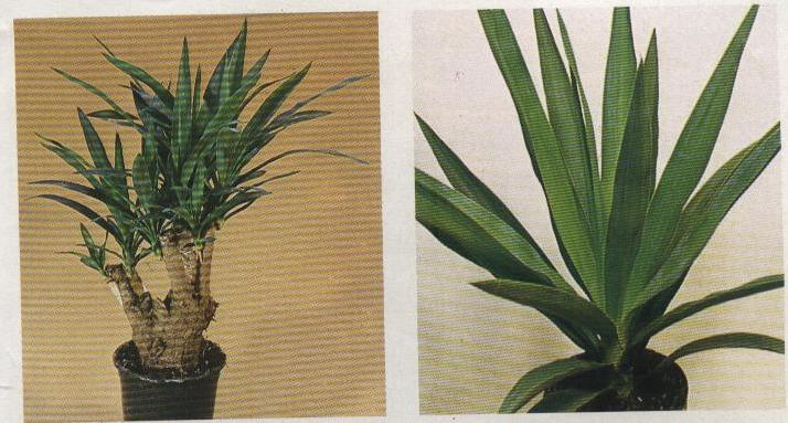 Yucca sp.