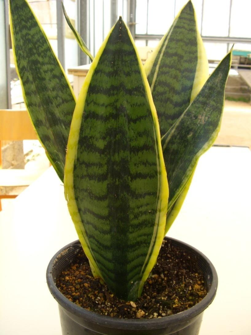 Sansevieria
