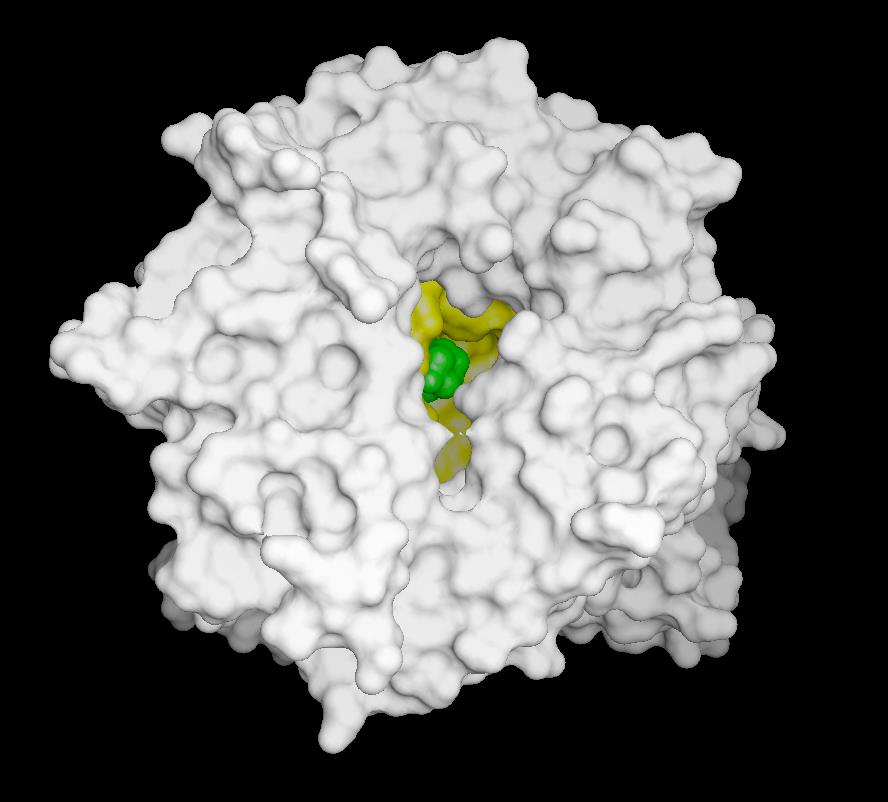 Vildagliptin: Ένας Ισχυρός και Εκλεκτικός Αναστολέας της DPP-4 H O N HO N N Αναστολέας της DPP-4 με υψηλή εκλεκτικότητα Εμφανίζει υψηλή συγγένεια για το ένζυμο στους ανθρώπους