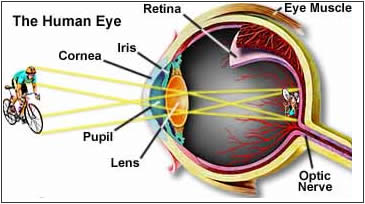 Φασματοσκοπία Υπεριώδους Ορατού (UV-Vis) Η Χημεία της Όρασης Η ισομεριώση cis-trans της