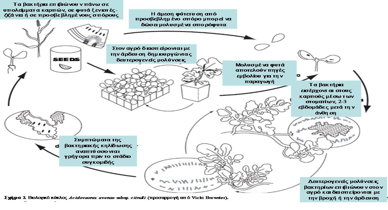 Σχήμα 1. Βιολογικός κύκλος του Acidovorax citrulli Σχήμα 2. Βιολογικός κύκλος του Acidovorax citrulli 1.8.