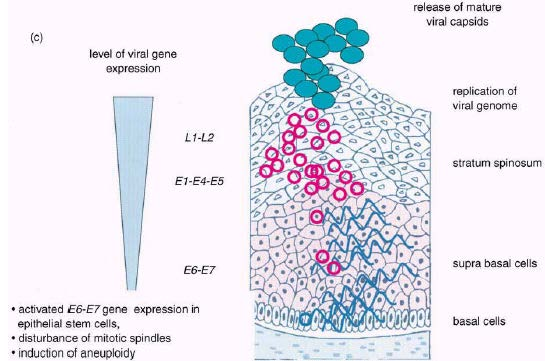 HPV μόλυνση (προκαρκινικές αλλοιώσεις) Doeberitz M.