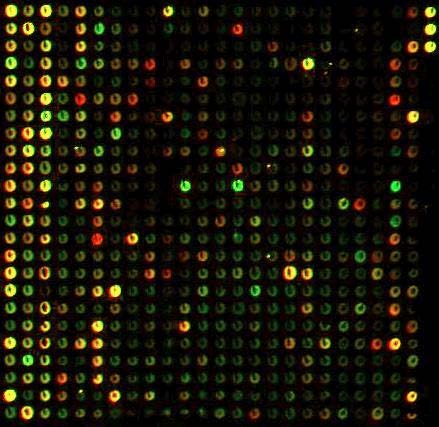 HPV microarray Εάν προστεθούν και ανιχνευτές