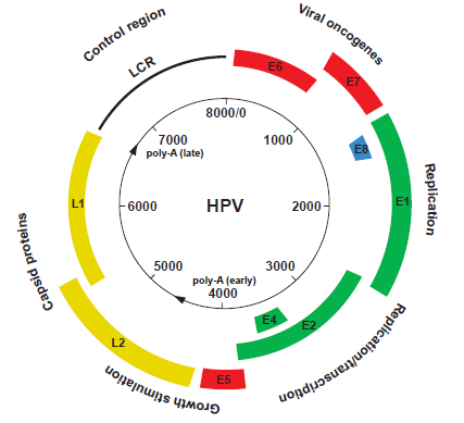 Γονιδιακή Δομή HPV Up to 10 ORFs α) LCR (Long Control Region) ή URR με poly-a (late), ori, P E, four E2 binding sites, ~20 host epithelial specific transcription protein binding sites β) πρώιμη