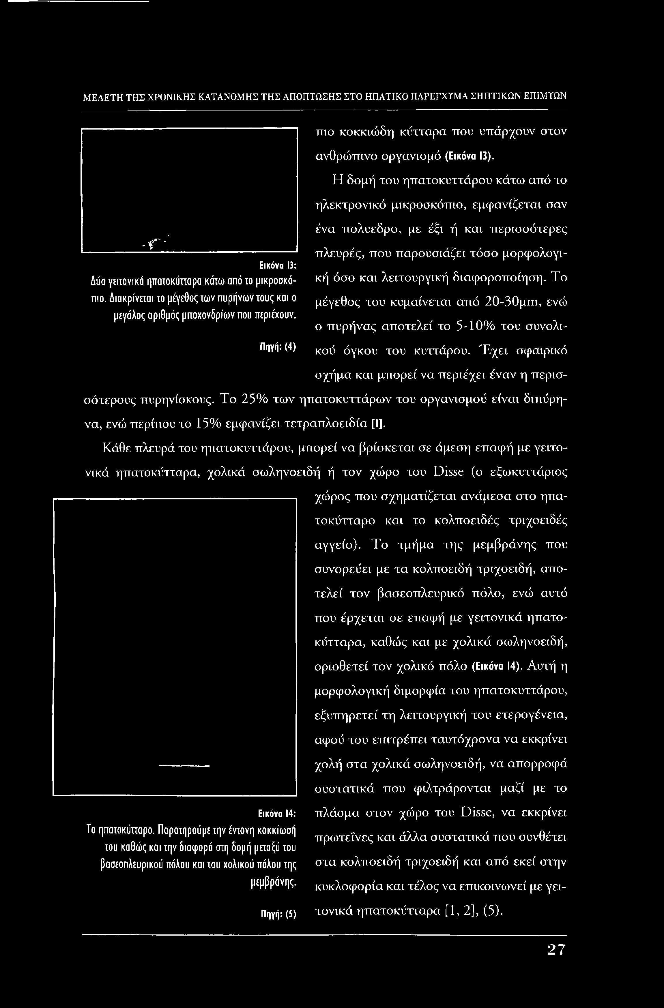 πιο κοκκιώδη κύτταρα που υπάρχουν στον ανθρώπινο οργανισμό (Εικόνα 13).