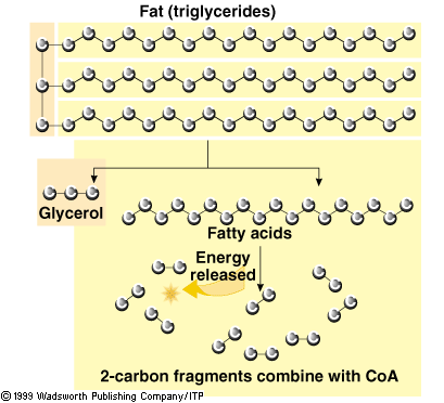 Με αντίστοιχο τρόπο, κατά τον καταβολισμό των τριγλυκεριδίων (λίπη): Παραγωγή Ε & CΟ2 2001