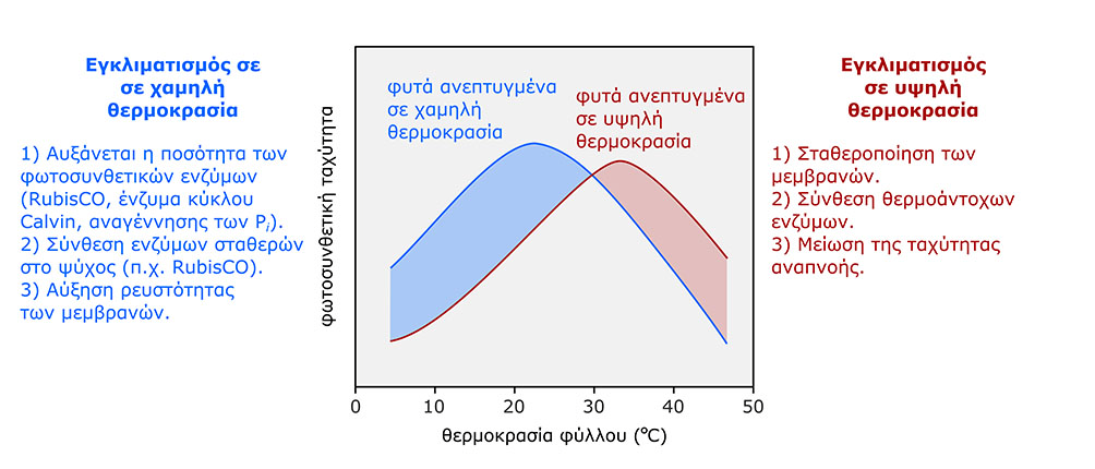 Εικόνα 5.9. Η αποαξονική (κάτω) επιφάνεια φύλλου φωτός (αριστερά) και φύλλου σκιάς (δεξιά) αριάς (Quercus ilex). Τα φύλλα προέρχονται από το ίδιο δένδρο αλλά από διαφορετικά σημεία της κόμης.