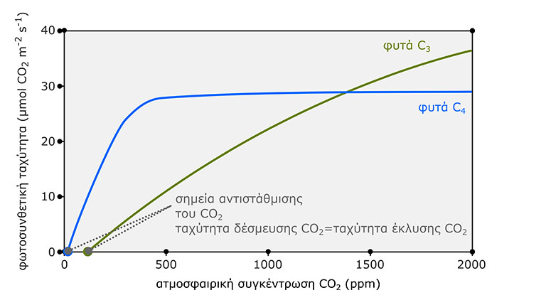 Εικόνα 5.5. Επίδραση της συγκέντρωσης CO 2 στην φωτοσυνθετική ταχύτητα των φύλλων ενός αντιπροσωπευτικού C 3 φυτού (πράσινη καμπύλη) και ενός αντιπροσωπευτικού C 4 φυτού (μπλε καμπύλη).