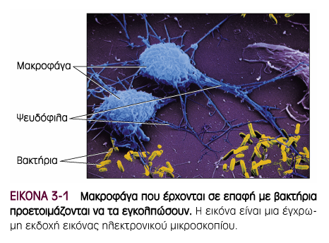 Μακροφάγα Κυτταρικοί