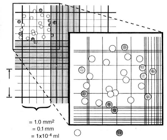 τετράγωνα είναι 0,1 mm 3 (1,0 mm 2 x 0,1 mm) ή 1 x 10-4 ml. Έτσι, η συγκέντρωση των κυττάρων στο αρχικό εναιώρημα (σε κύτταρα / ml) είναι: Μέτρηση στο ένα από τα κύρια τετράγωνα Χ 10.000. 1.0 mm Πρώτο τετράγωνο περι οχή βάθος όγκος = μετρήσιμα = μη μετρήσιμα Εικόνα Μ.